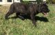 Cane Corso Puppies for sale in Meeteetse, WY 82433, USA. price: $500