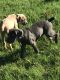 Cane Corso Puppies for sale in Allentown, PA, USA. price: NA