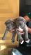 Cane Corso Puppies for sale in Ohio St, Lawrence, KS, USA. price: NA