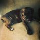 Cane Corso Puppies for sale in Gwinnett County, GA, USA. price: $800