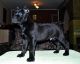 Cane Corso Puppies for sale in San Diego Ave, San Diego, CA, USA. price: $500