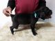 Cane Corso Puppies for sale in Akron, OH 44314, USA. price: NA