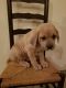 Cane Corso Puppies for sale in Narvon, PA 17555, USA. price: $1,295