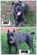 Cane Corso Puppies for sale in Cornelia, GA, USA. price: NA