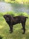 Cane Corso Puppies for sale in Conneaut, OH 44030, USA. price: NA