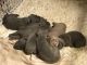 Cane Corso Puppies for sale in Dayton, OH 45439, USA. price: NA