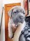 Cane Corso Puppies for sale in Tobyhanna, PA 18466, USA. price: NA