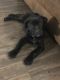 Cane Corso Puppies for sale in Crothersville, IN 47229, USA. price: NA