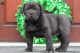 Cane Corso Puppies for sale in Gap, PA, USA. price: $1,975