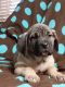 Cane Corso Puppies for sale in Dayton, OH, USA. price: NA
