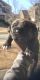 Cane Corso Puppies for sale in Gwinnett County, GA, USA. price: $1,500