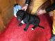 Cane Corso Puppies for sale in Norwich, CT 06360, USA. price: NA