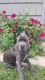 Cane Corso Puppies for sale in Menasha, WI, USA. price: $1,700