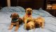 Cane Corso Puppies for sale in San Francisco, CA, USA. price: NA