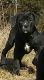 Cane Corso Puppies for sale in Dayton, OH, USA. price: NA