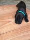 Cane Corso Puppies for sale in Camden, SC 29020, USA. price: NA