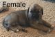 Cane Corso Puppies for sale in Munfordville, KY 42765, USA. price: NA