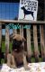 Cane Corso Puppies for sale in Lindsay, CA 93247, USA. price: $1,500