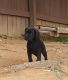 Cane Corso Puppies for sale in Palmetto, GA, USA. price: NA