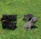 Cane Corso Puppies for sale in Paris, TN 38242, USA. price: $1,800