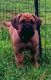 Cane Corso Puppies for sale in Grant, FL 32949, USA. price: $2,100