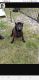 Cane Corso Puppies for sale in Parkton, NC 28371, USA. price: NA