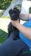Cane Corso Puppies for sale in Coitsville-Hubbard Rd, Youngstown, OH 44505, USA. price: NA