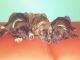 Cane Corso Puppies for sale in North Charleston, SC, USA. price: NA