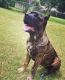 Cane Corso Puppies for sale in Grand Prairie, TX, USA. price: NA