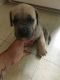 Cane Corso Puppies for sale in Hempstead, NY 11550, USA. price: NA