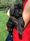 Cane Corso Puppies for sale in Remsen, NY 13438, USA. price: NA