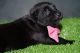 Cane Corso Puppies for sale in Washington, DC, USA. price: $1,200