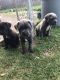 Cane Corso Puppies for sale in Austin, TX, USA. price: NA
