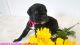 Cane Corso Puppies for sale in Suffolk, VA, USA. price: NA