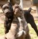 Cane Corso Puppies for sale in Orange County, CA, USA. price: $750