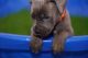 Cane Corso Puppies for sale in Washington, DC, USA. price: $750