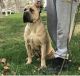 Cane Corso Puppies for sale in Galt, CA 95632, USA. price: $800