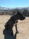 Cane Corso Puppies for sale in 17600 Log Hill Dr, Riverside, CA 92504, USA. price: $1,000