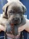 Cane Corso Puppies for sale in Muncie, IN, USA. price: $1,300