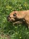 Cane Corso Puppies for sale in Amherst, NY, USA. price: NA