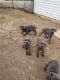 Cane Corso Puppies for sale in Springfield, OH, USA. price: NA