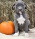 Cane Corso Puppies for sale in Kansas City, KS 66117, USA. price: NA