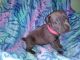 Cane Corso Puppies for sale in Randallstown, MD, USA. price: NA