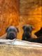 Cane Corso Puppies for sale in Gresham, OR, USA. price: NA