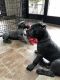 Cane Corso Puppies for sale in Long Island, New York, USA. price: $1,000