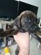 Cane Corso Puppies for sale in Jacksonville, NC, USA. price: NA