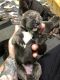 Cane Corso Puppies for sale in Orlando, FL, USA. price: $1,800