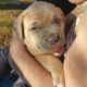 Cane Corso Puppies for sale in Lula, GA 30554, USA. price: NA