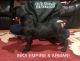 Cane Corso Puppies for sale in Brewster, NY 10509, USA. price: $1