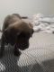 Cane Corso Puppies for sale in Waterford Twp, MI, USA. price: NA